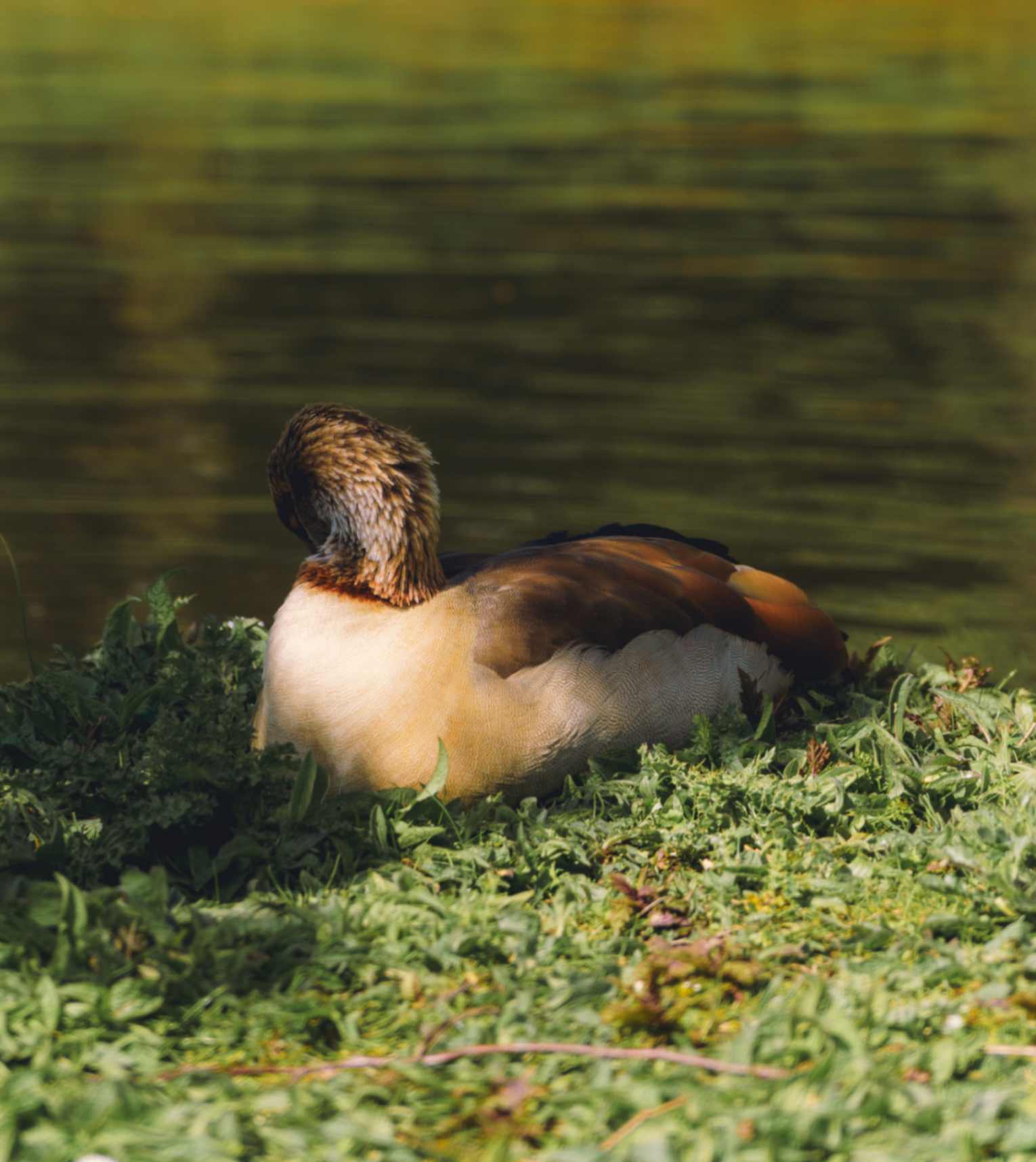 Egyptian Goose